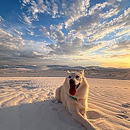 Luna joined the competition — help win amazing prizes! dog, white_dog, desert, sand, sunset, clouds, sky, landscape, outdoor, animal, pet, nature, happy, tongue_out, relaxed, warm_light, scenic, wide_angle, vacation, travel