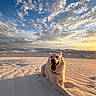 dog, white_dog, desert, sand, sunset, clouds, sky, landscape, outdoor, animal, pet, nature, happy, tongue_out, relaxed, warm_light, scenic, wide_angle, vacation, travel