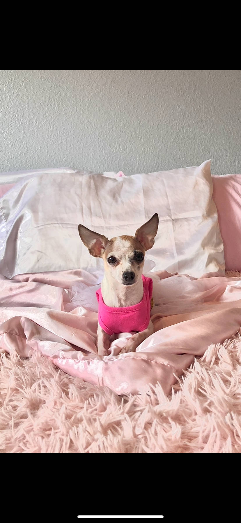 Chica joined the competition — help win amazing prizes! canidae, carnivore, chihuahua, collar, comfort, companion_dog, dog, dog_breed, dog_clothes, dog_supply, fawn, linens, magenta, paw, pink, snout, sporting_group, toy_dog, whiskers, working_animal