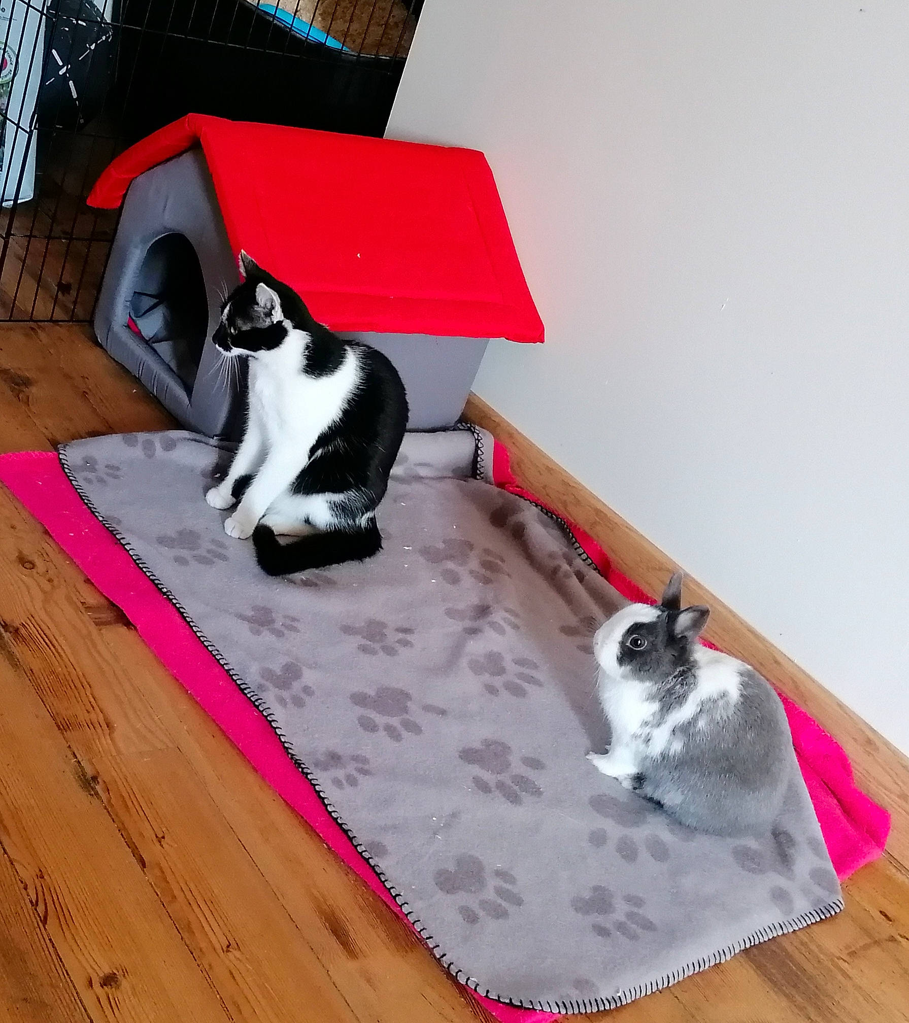 Ahsoka a rejoint le concours — aidez-le/la à gagner de superbes lots ! canidae, carnivore, cat, felidae, floor, furniture, kitten, mat, paw, pink, play, small_to_medium_sized_cats, table, tail, whiskers