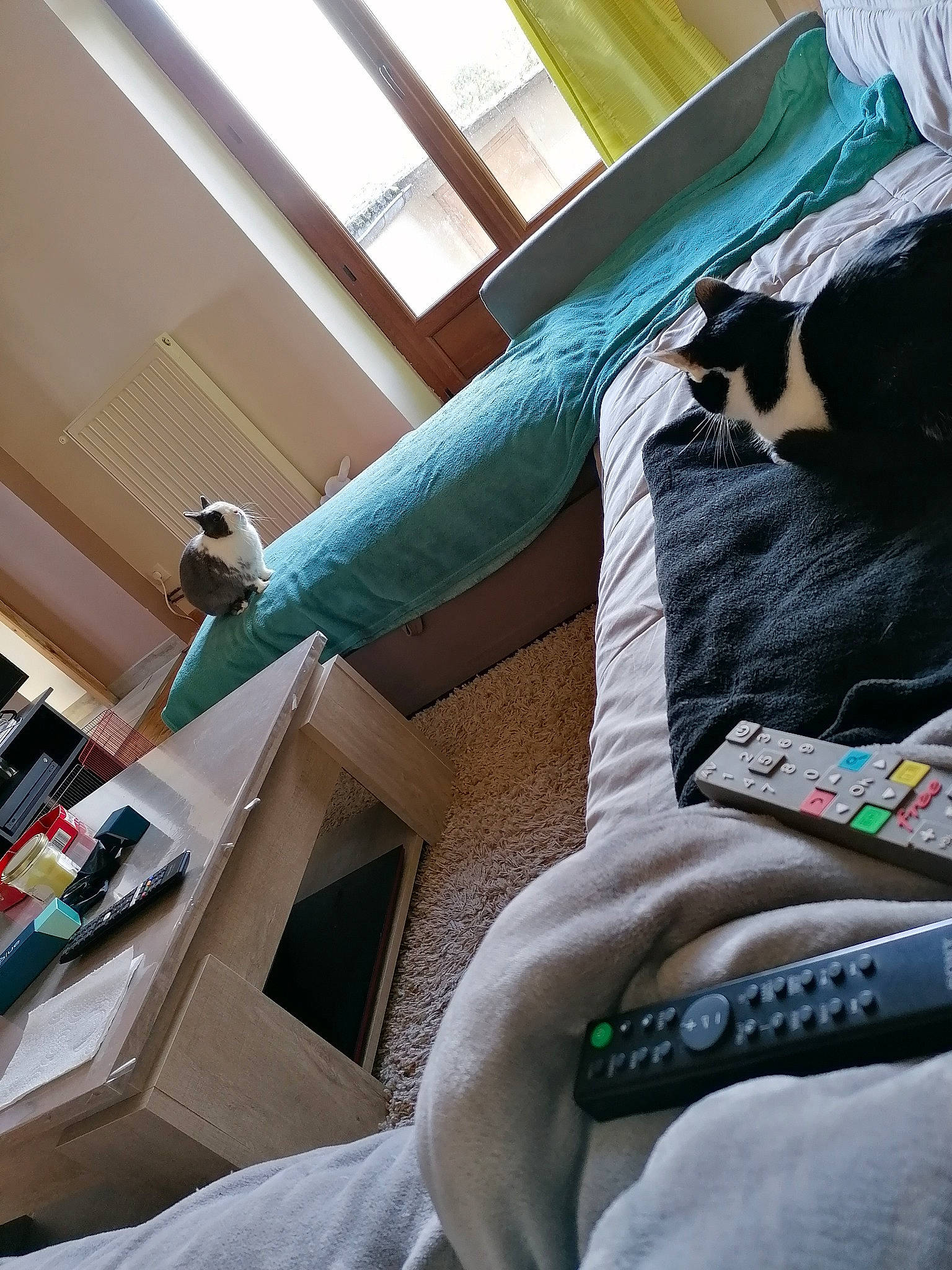 Ahsoka participe au concours pour gagner de l'argent avec cette photo : leg, linens, room