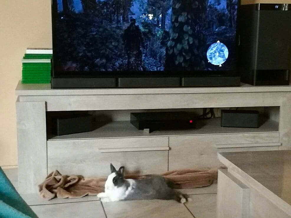 Whooper a rejoint le concours — aidez-le/la à gagner de superbes lots ! cat, entertainment_center, felidae, furniture, house, interior_design, living_room, media, room, small_to_medium_sized_cats, table, television, television_set