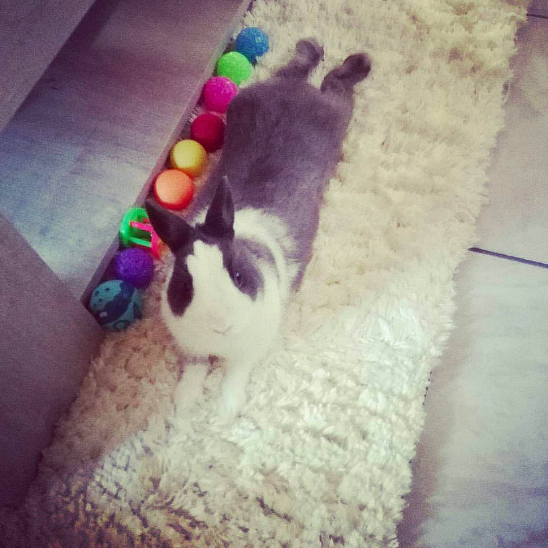 Whooper a rejoint le concours — aidez-le/la à gagner de superbes lots ! canidae, carnivore, cat, dog, felidae, play, puppy, small_to_medium_sized_cats, tail, whiskers