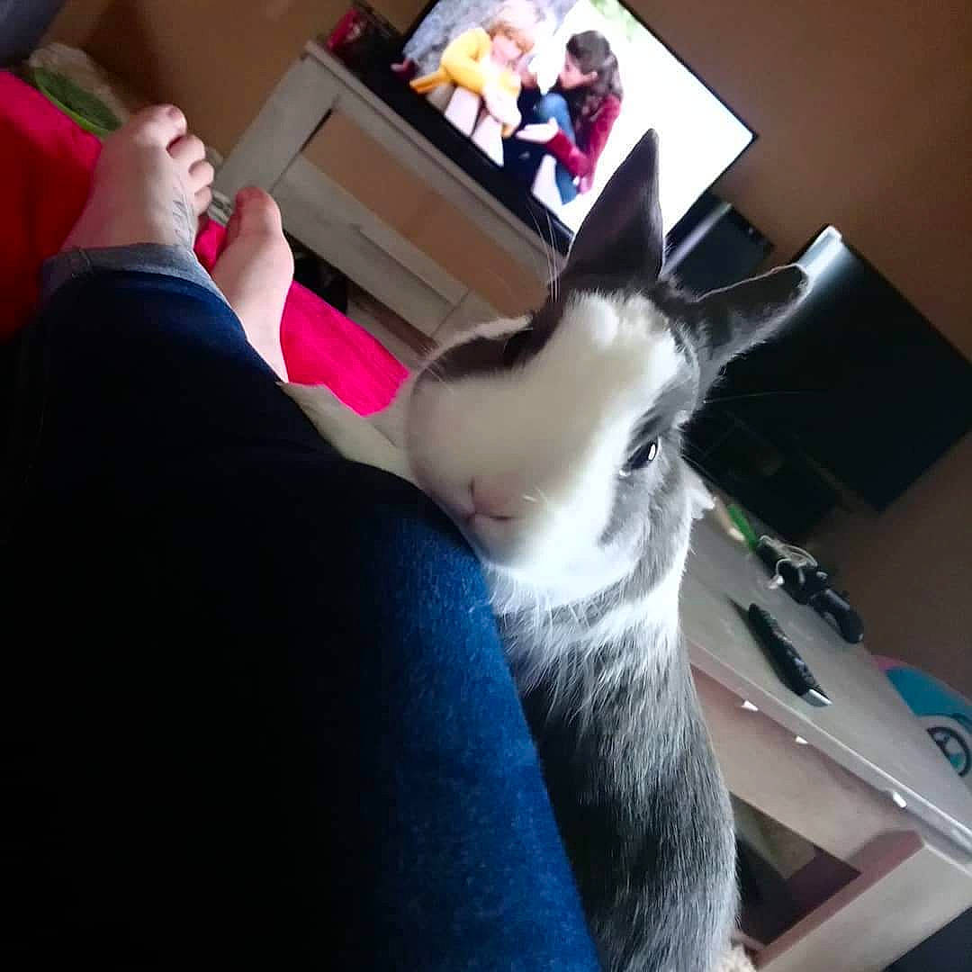 Whooper participe au concours pour gagner de l'argent avec cette photo : canidae, companion_dog, ear, fawn, non_sporting_group, selfie