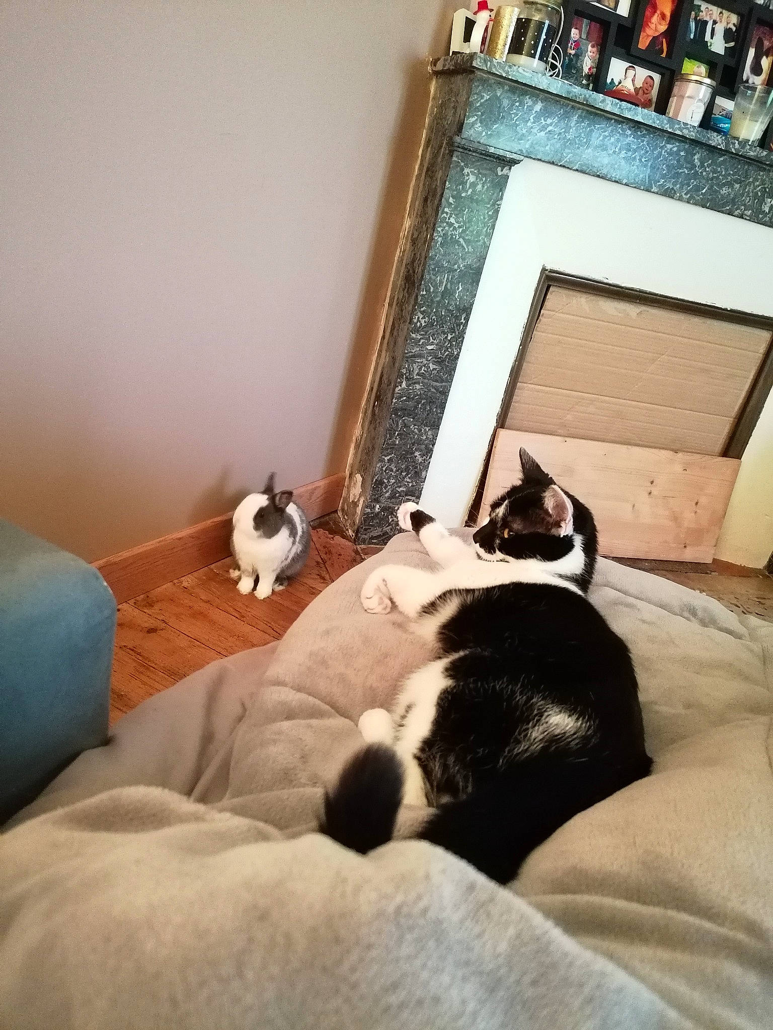 Whooper participe au concours pour gagner de l'argent avec cette photo : bed, bed_sheet, bedding, bedroom, canidae, carnivore, cat, comfort, couch, felidae, fur, furniture, interior_design, nap, pillow, room, small_to_medium_sized_cats, whiskers