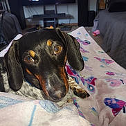 Marshall joined the competition — help win amazing prizes! dog, black_and_tan, blanket, butterfly_pattern, indoor, close_up, pet, curious, cozy, fur, ears, eyes, snout, lying_down, comfort, home, living_room, furniture, relaxed, companion