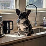 dog, french_bulldog, kitchen, sink, window, sunlight, countertop, coffee_maker, faucet, appliance, pet, indoor, shadow, domestic, animal, portrait, standing, black_and_white, cute, home