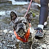 dog, french_bulldog, brindle, harness, orange_harness, leash, rocky_path, stream, water, outdoor, nature, pet, walking, person, athletic_wear, shoes, close_up, portrait, animal, daylight