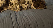 Leo is registered to the contest to win money with this photo: dog, bed, blue_bedspread, lying_down, spotted_coat, relaxed, indoor, pet, canine, resting, sleepy, fur, collar, close_up, domestic_animal, animal, comfort, quiet, home, side_view