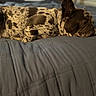 dog, bed, blue_bedspread, lying_down, spotted_coat, relaxed, indoor, pet, canine, resting, sleepy, fur, collar, close_up, domestic_animal, animal, comfort, quiet, home, side_view