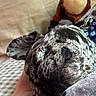 dog, sleeping, close_up, brindle, paw, blanket, cozy, resting, indoor, pet, fur, snout, ear, human, foot, bracelet, soft_light, relaxation, comfort, animal