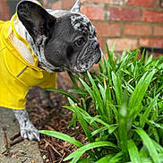 Leo joined the competition — help win amazing prizes! dog, french_bulldog, yellow_raincoat, greenery, plants, brick_wall, outdoor, pet, closeup, sniffing, fur, ears, side_view, curious, nature, pavement, daylight, canine, animal, portrait