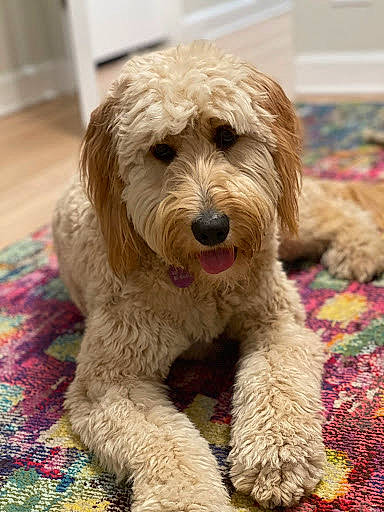 Waffles is registered to the contest to win money with this photo: briquet_griffon_vendeen, canidae, carnivore, companion_dog, dog, dog_breed, fur, labradoodle, non_sporting_group, poodle, poodle_crossbreed, sapsali, small_terrier, snout, sporting_group, terrestrial_animal, terrier, toy_dog, water_dog, woven_fabric
