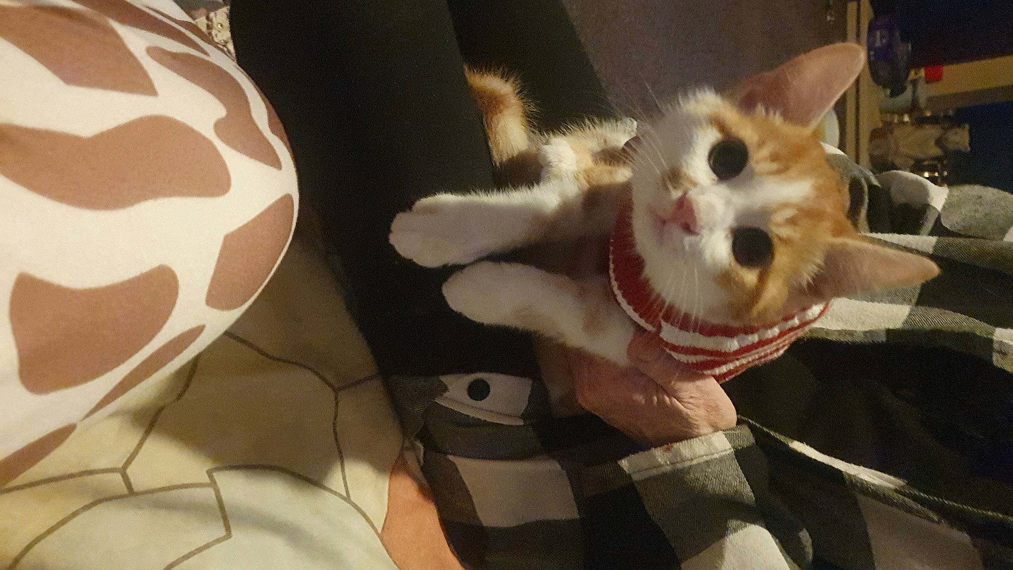 Sam joined the competition — help win amazing prizes! audio_equipment, canidae, carmine, carnivore, cat, claw, domestic_short_haired_cat, eye, fawn, felidae, fur, linens, paw, plush, small_to_medium_sized_cats, snout, stuffed_toy, tail, toy, whiskers