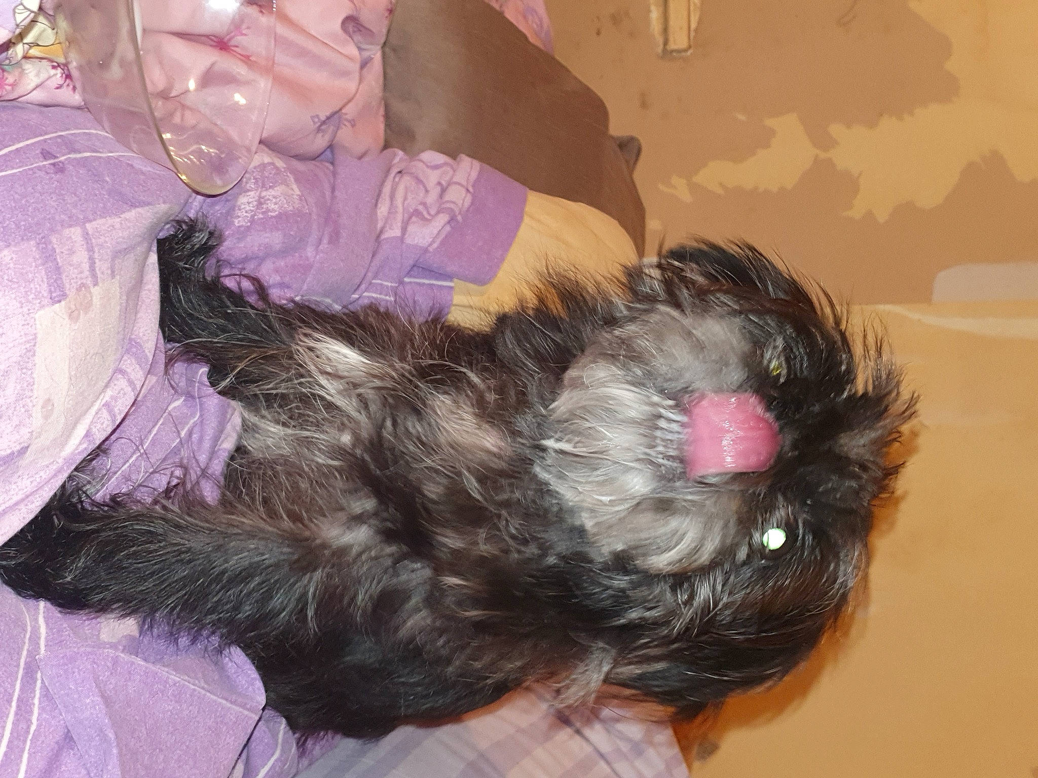 Dotty is registered to the contest to win money with this photo: canidae, carnivore, comfort, companion_dog, dog_breed, dog_supply, fashion_accessory, fur, hair_accessory, hair_coloring, liver, magenta, natural_material, pink, sporting_group, tail, toy_dog