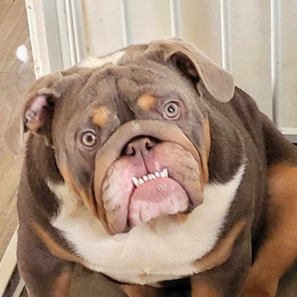 Frankie