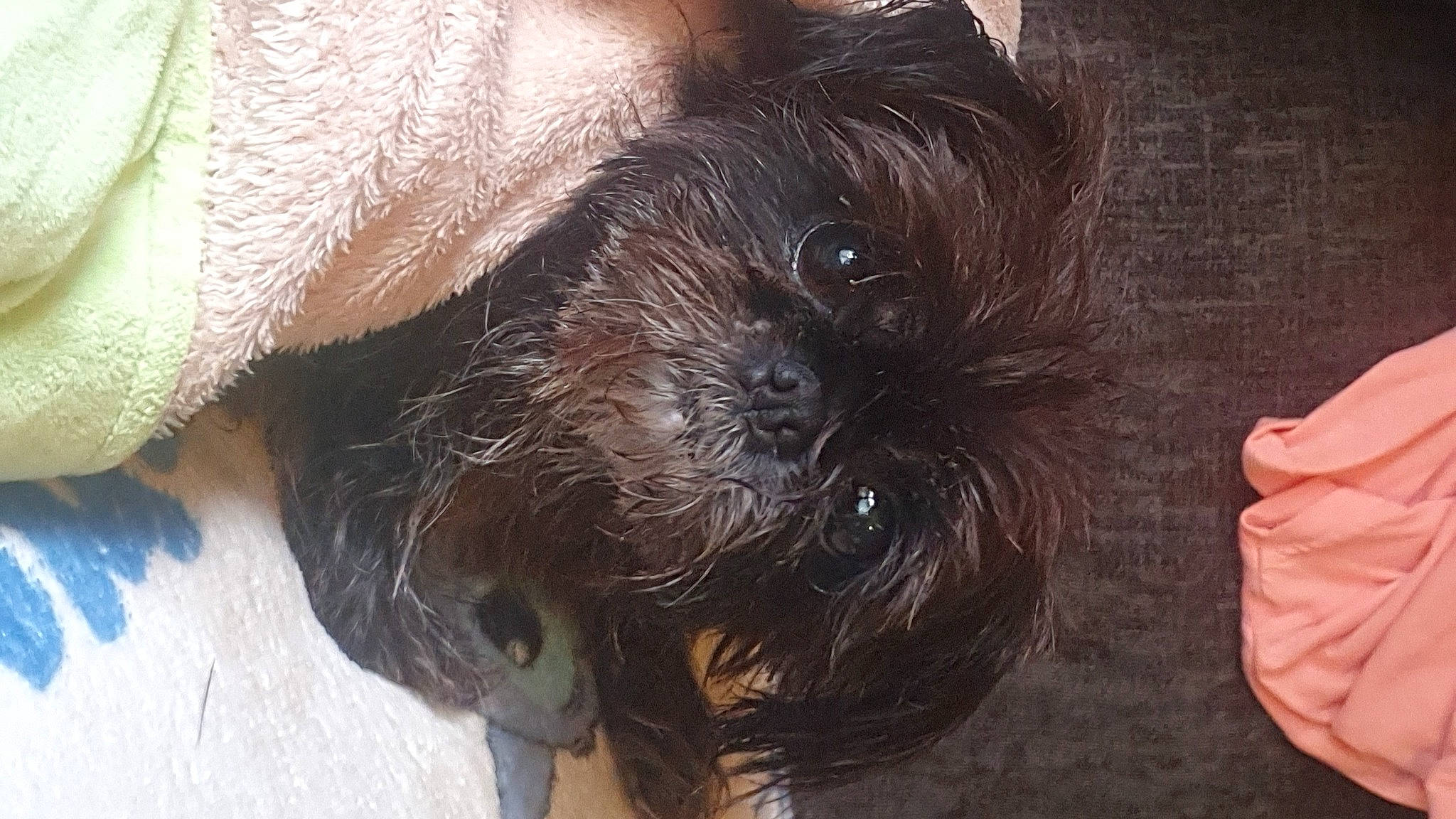 Poppy joined the competition — help win amazing prizes! cameras_optics, carnivore, companion_dog, dog, dog_breed, fawn, felidae, gesture, liver, reflex_camera, small_terrier, small_to_medium_sized_cats, snout, sporting_group, standard_schnauzer, terrier, toy_dog, whiskers, working_animal, wrinkle