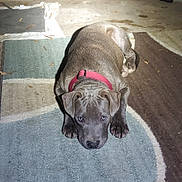 Sambo is registered to the contest to win money with this photo: dog, puppy, brown_dog, red_collar, carpet, rug, indoor, laying_down, face, eyes, paws, nose, fur, close_up, portrait, spotlight, shadow, leaves, concrete_floor, cute