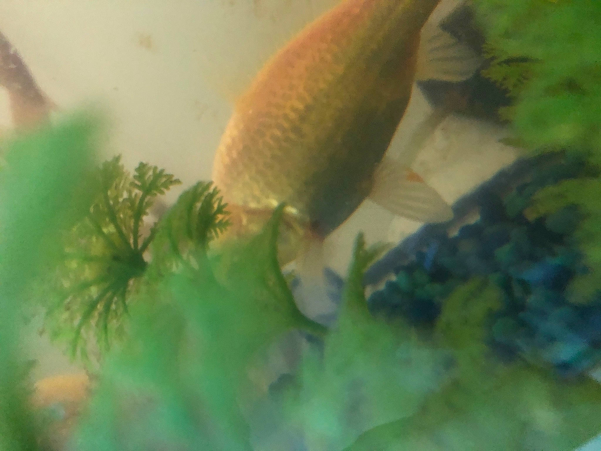 Cheeto And Mermaid is registered to the contest to win money with this photo: fish, organism