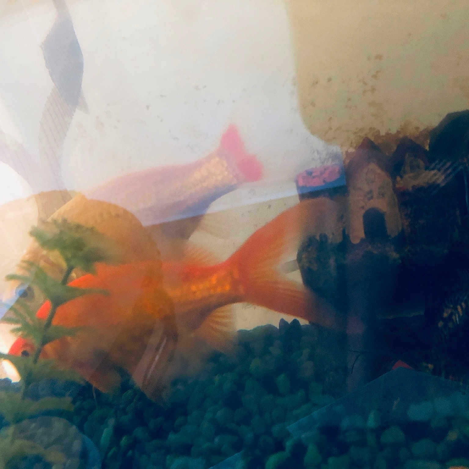 Cheeto And Mermaid joined the competition — help win amazing prizes! aquarium, cloud, fish, organism, sky