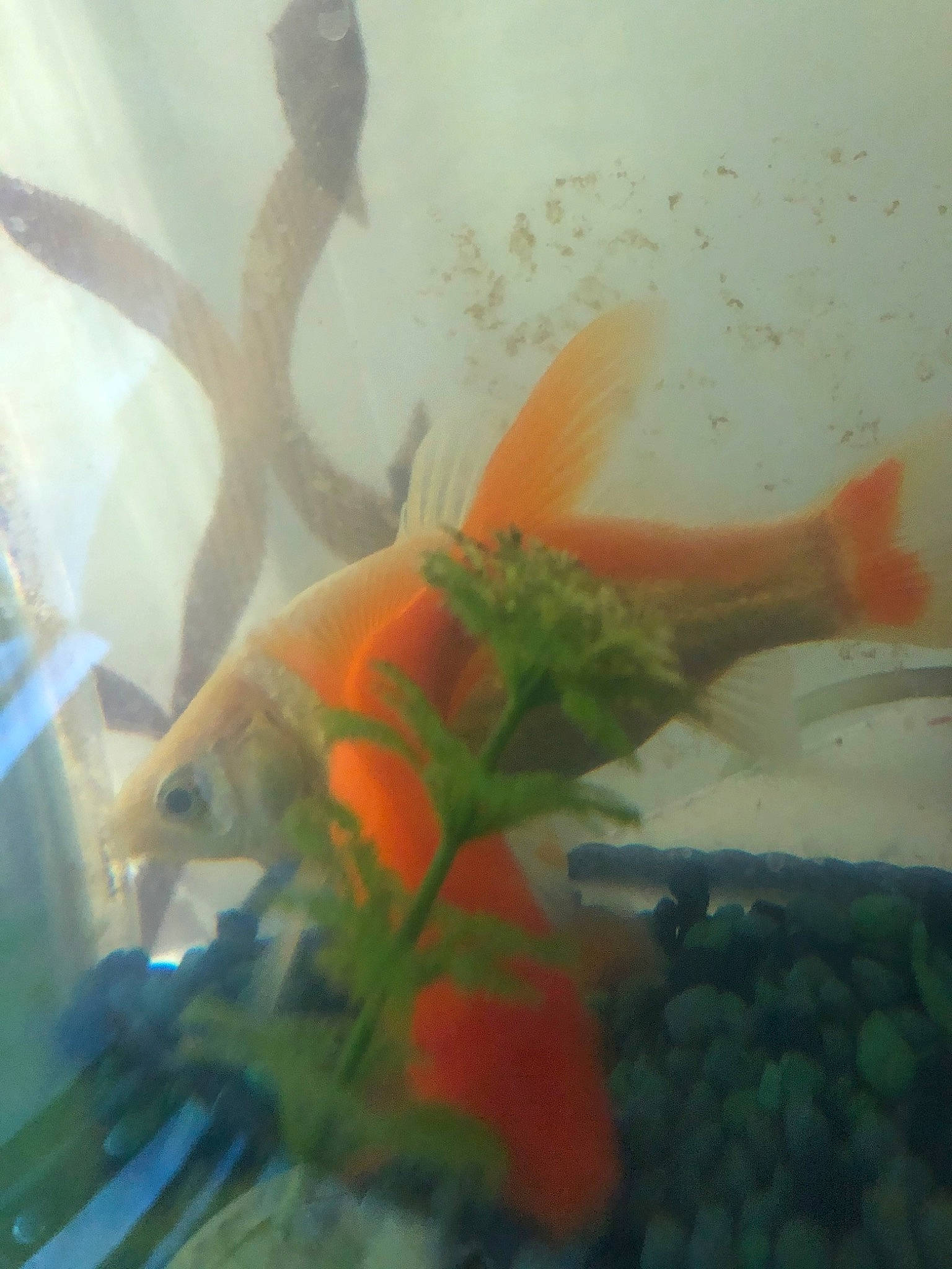Cheeto And Mermaid is registered to the contest to win money with this photo: aquarium, aquarium_decor, bony_fish, feeder_fish, fin, fish, freshwater_aquarium, goldfish, marine_biology, organism, plant, tail