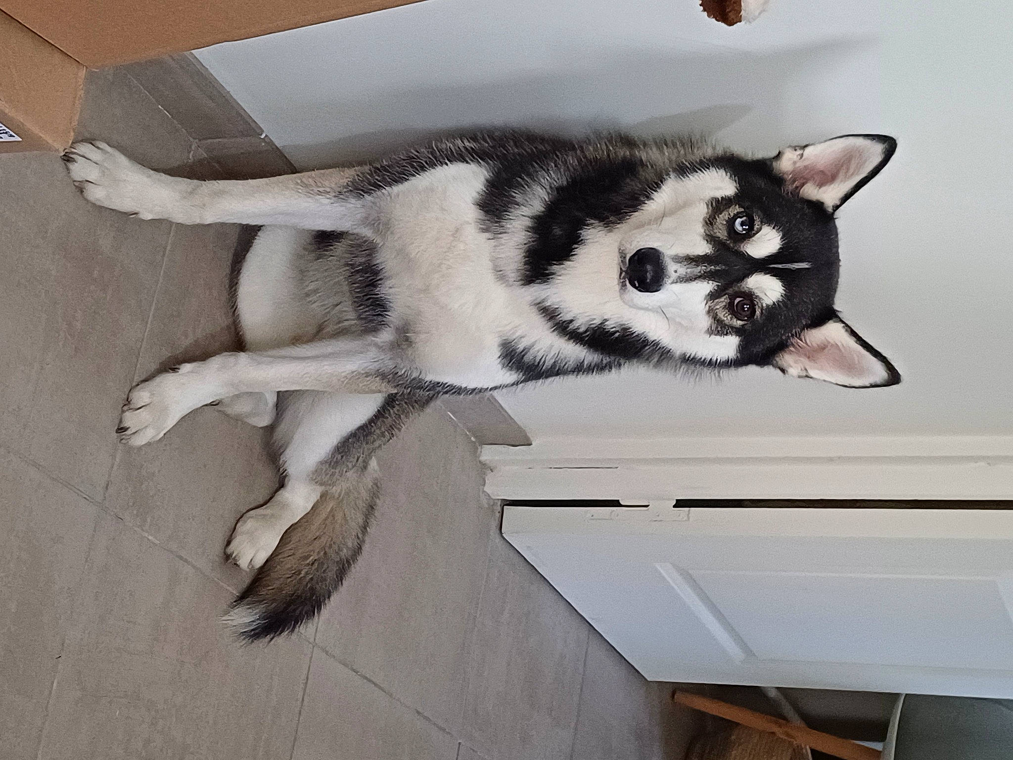 Bella a rejoint le concours — aidez-le/la à gagner de superbes lots ! carnivore, comfort, dog_breed, eye, felidae, floor, flooring, foot, fur, grey, hardwood, head, paw, small_to_medium_sized_cats, snout, tail, terrestrial_animal, whiskers, window, wood