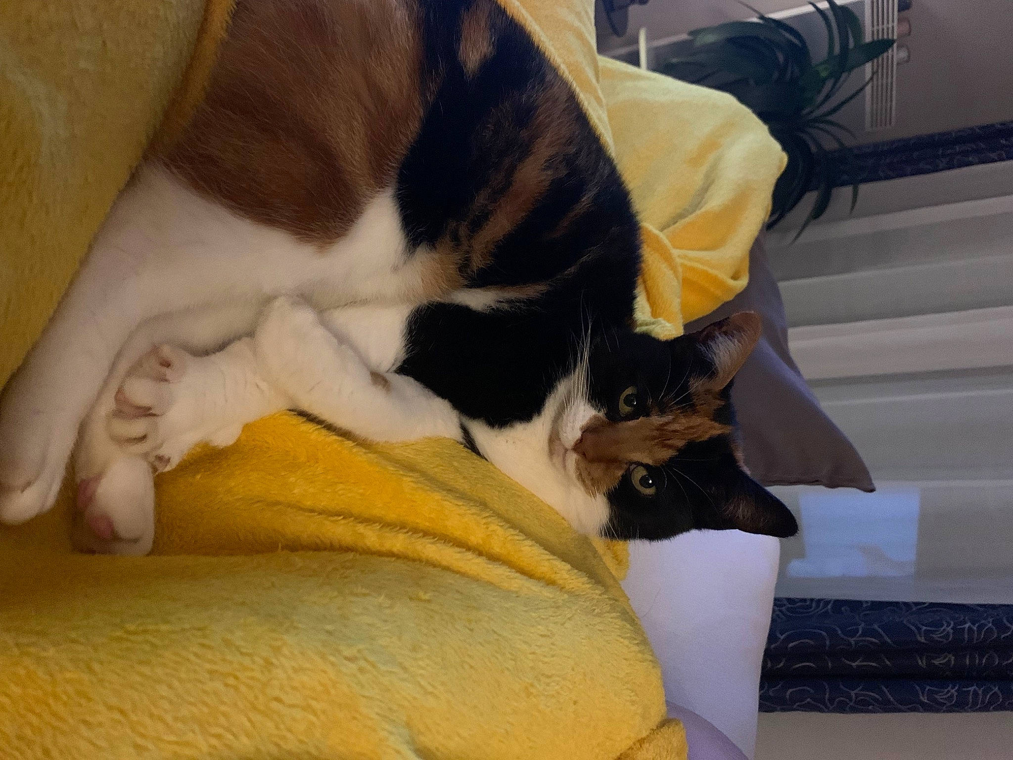 Hugette participe au concours pour gagner de l'argent avec cette photo : canidae, carnivore, cat, cat_supply, comfort, companion_dog, dog_breed, domestic_short_haired_cat, fawn, felidae, fur, lap, leg, linens, paw, small_to_medium_sized_cats, snout, tail, whiskers, wood