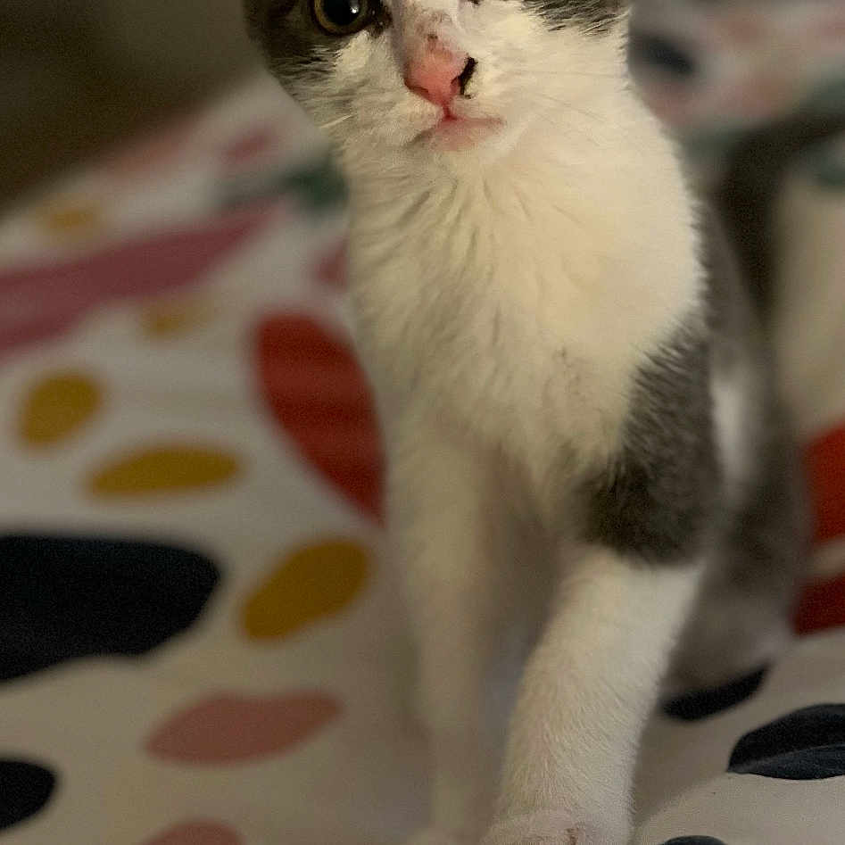 Moon a rejoint le concours — aidez-le/la à gagner de superbes lots ! kitten, cat, gray_and_white, pets, bedspread, indoor, curious, feline, animal, young, small, cute, whiskers, ears, eyes, fur, domestic, looking, standing, closeup