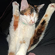 Pixie joined the competition — help win amazing prizes! animal, calico, cat, closeup, cozy, cute, domestic_animal, feline, fur, indoor, lap, legs, mammal, paws, person, pet, relaxed, resting, sleeping, whiskers