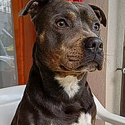 Mani a rejoint le concours — aidez-le/la à gagner de superbes lots ! dog, pet, portrait, indoor, chair, brown_fur, white_chest, ears, snout, animal, domestic_animal, looking_away, side_view, close_up, furniture, window, door, calm, sitting, companion