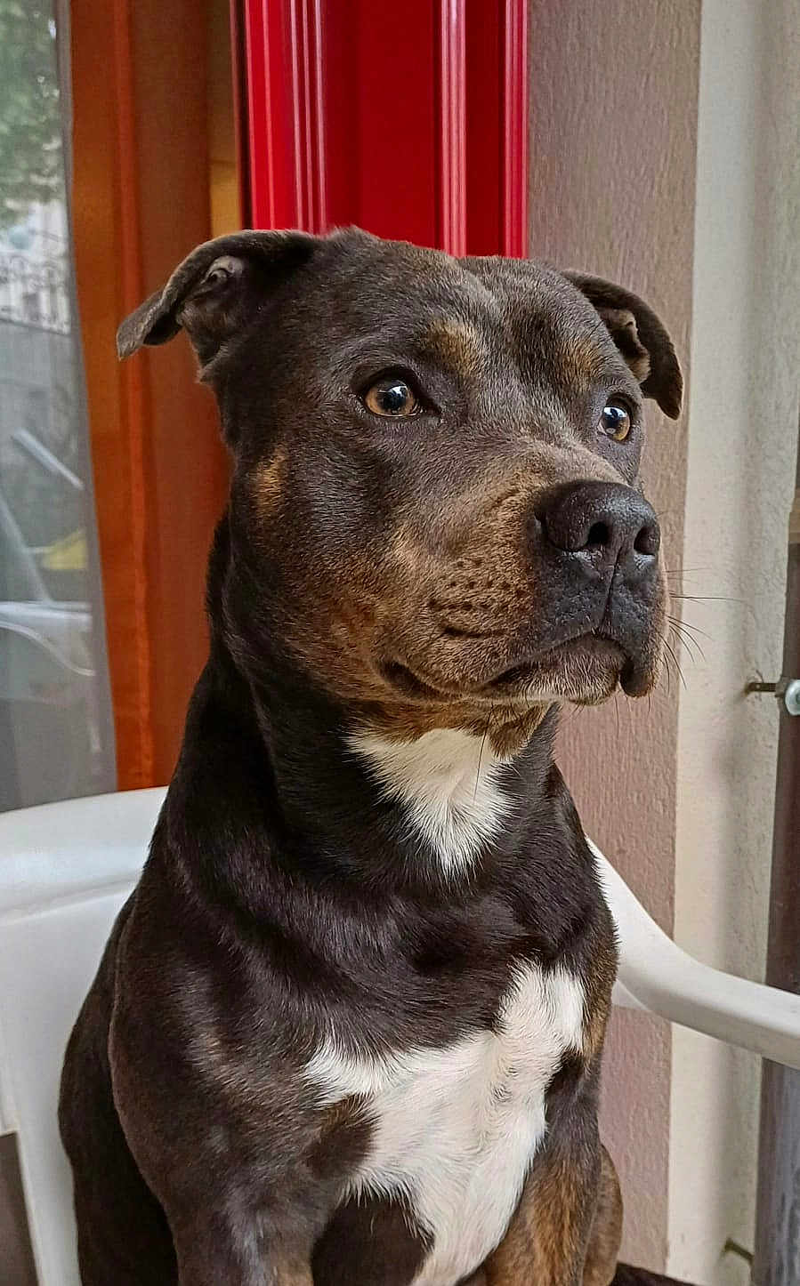 Mani a rejoint le concours — aidez-le/la à gagner de superbes lots ! dog, pet, portrait, indoor, chair, brown_fur, white_chest, ears, snout, animal, domestic_animal, looking_away, side_view, close_up, furniture, window, door, calm, sitting, companion