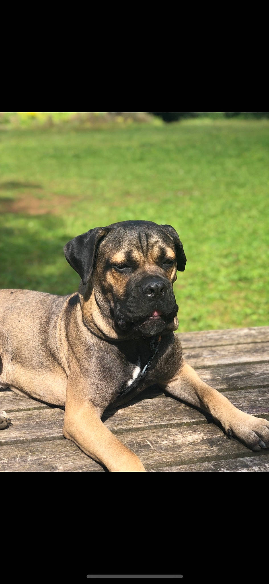 Roméo a rejoint le concours — aidez-le/la à gagner de superbes lots ! ancient_dog_breeds, canidae, carnivore, companion_dog, dog, dog_breed, fawn, grass, guard_dog, hunting_dog, molosser, non_sporting_group, plant, snout, sporting_group, terrestrial_animal, tree, working_animal, working_dog