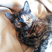 Skyy joined the competition — help win amazing prizes! animal, blanket, cat, closeup, cozy, cute, domestic, eyes, feline, fur, indoor, kitten, laying, paw, pet, relaxing, soft, tortoiseshell, whiskers, young