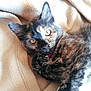 cat, kitten, tortoiseshell, pet, animal, feline, fur, whiskers, eyes, paw, blanket, cozy, indoor, cute, relaxing, laying, closeup, soft, domestic, young