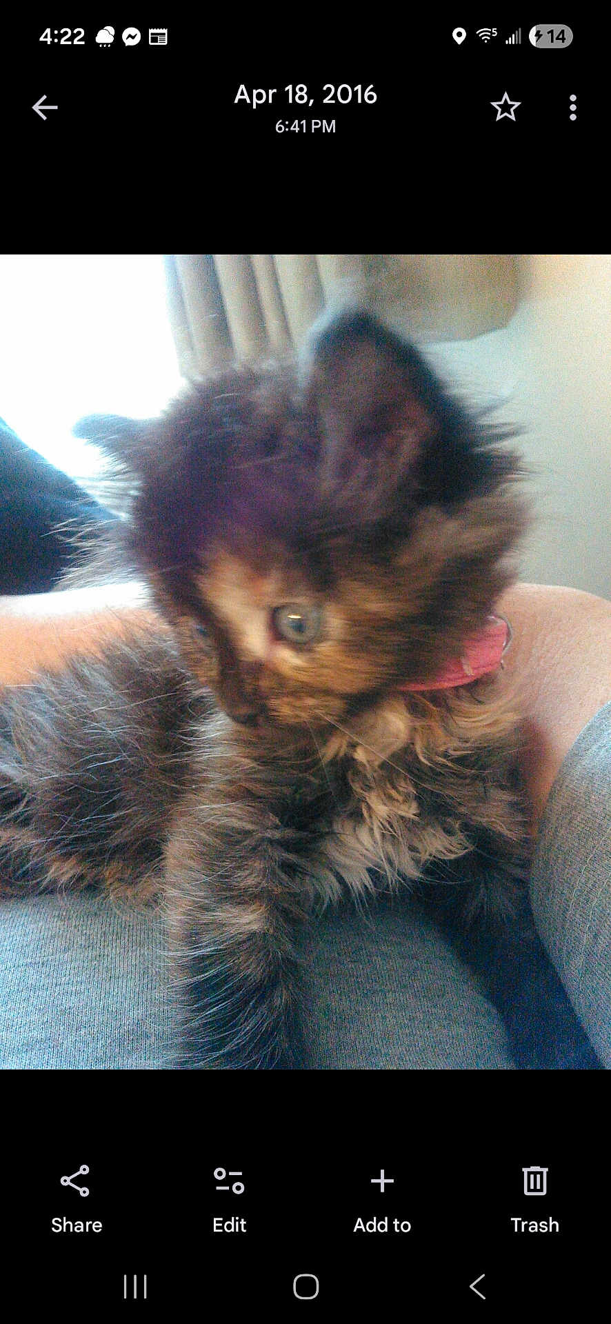 Skyy joined the competition — help win amazing prizes! kitten, cat, furry, pet, collar, lap, indoor, curtain, fuzzy, closeup, animal, cute, young, resting, side_view, soft_light, feline, domestic, tiny, blurred