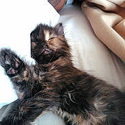 Skyy is registered to the contest to win money with this photo: kitten, cat, sleeping, fur, tortoiseshell, paw, bed, blanket, cozy, resting, pet, animal, cute, whiskers, feline, relaxation, indoor, soft, napping, closeup