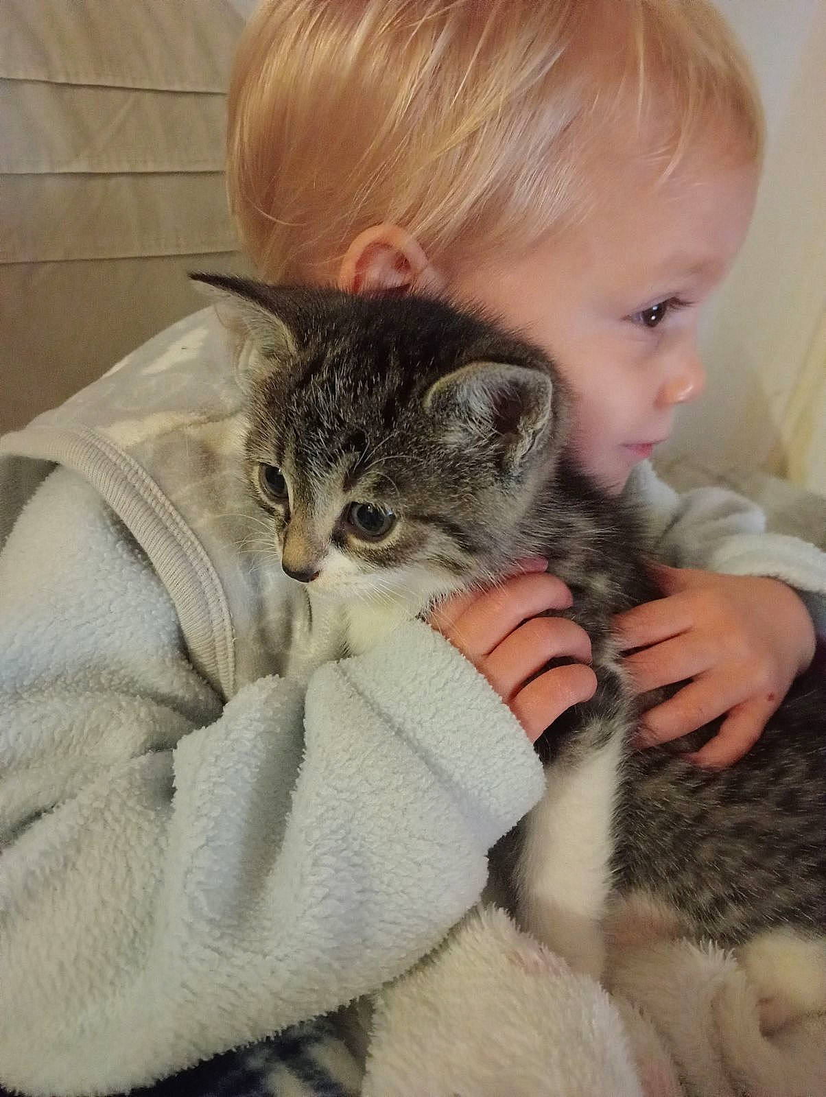 Sabrina participe au concours pour gagner de l'argent avec cette photo : carnivore, cat, child, clothing, comfort, domestic_short_haired_cat, ear, eye, fawn, felidae, fur, gesture, hand, hug, paw, person, sitting, skin, small_to_medium_sized_cats, toddler