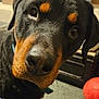 G Reaper joined the competition — help win amazing prizes! dog, rottweiler, pet, animal, close_up, indoor, curious, face, snout, ears, brown, black, fur, looking, collar, floor, toy, ball, background, household