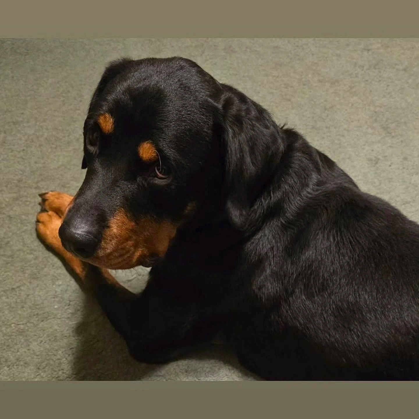 G Reaper joined the competition — help win amazing prizes! animal, black, canine, carpet, companion, cute, dog, domestic, fur, indoor, looking_back, lying_down, mammal, pet, portrait, puppy, resting, rottweiler, tan, young