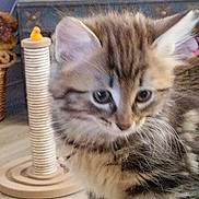 Bouchon participe au concours pour gagner de l'argent avec cette photo : kitten, cat, scratching_post, toy, rubber_duck, furry, close_up, indoor, pet, feline, curious, young_animal, whiskers, ears, brown, striped, cute, domestic_animal, playful, soft_focus