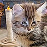brown, cat, close_up, curious, cute, domestic_animal, ears, feline, furry, indoor, kitten, pet, playful, rubber_duck, scratching_post, soft_focus, striped, toy, whiskers, young_animal