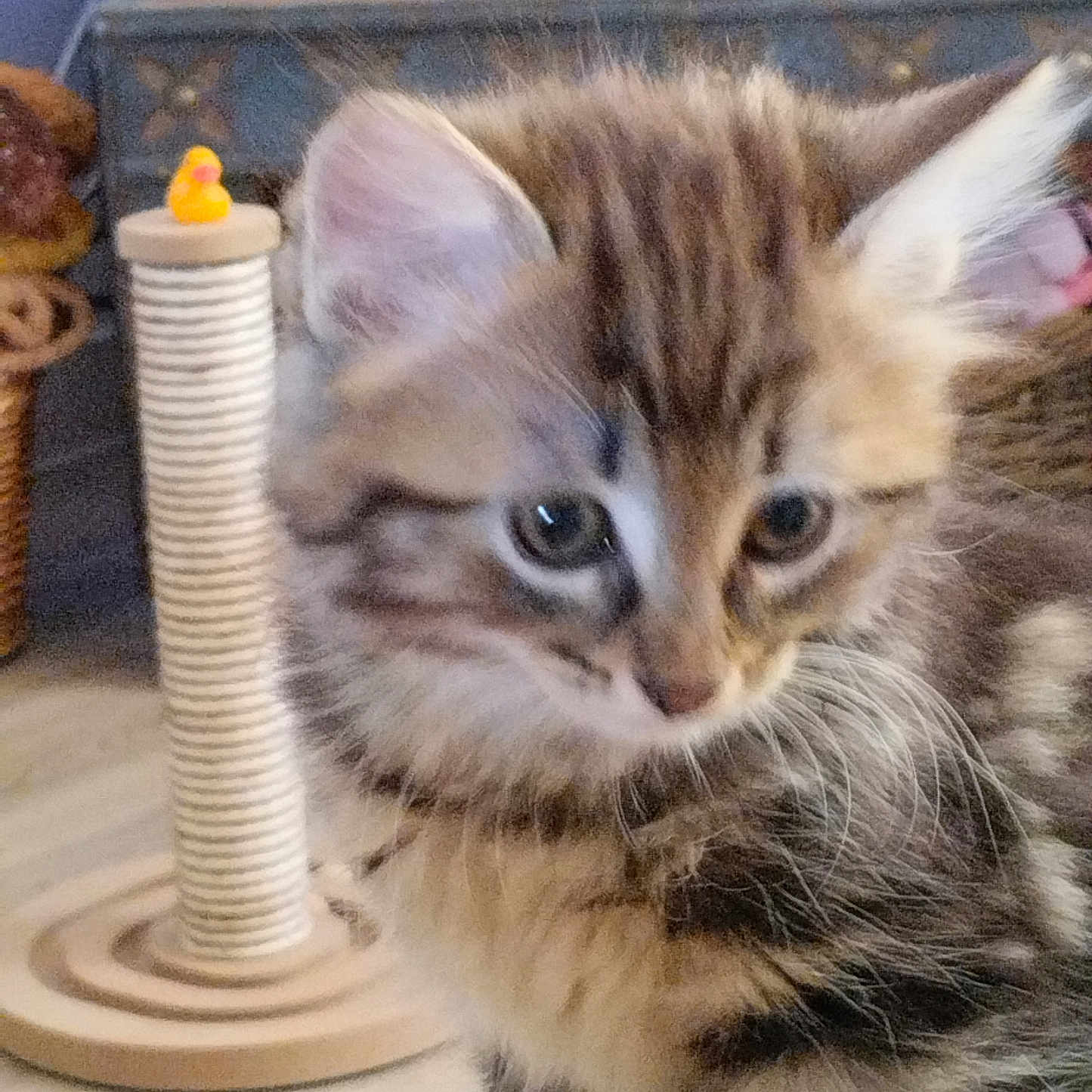 Bouchon participe au concours pour gagner de l'argent avec cette photo : kitten, cat, scratching_post, toy, rubber_duck, furry, close_up, indoor, pet, feline, curious, young_animal, whiskers, ears, brown, striped, cute, domestic_animal, playful, soft_focus
