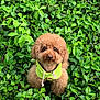 Bbogliante is registered to the contest to win money with this photo: adorable, animal, brown_dog, curly_fur, cute, dog, eyes, fluffy, foliage, fur, green, green_leaves, hoodie, leafy_background, nature, outdoor, pet, portrait, sitting, small_dog