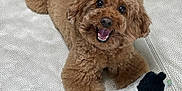 Bbogliante joined the competition — help win amazing prizes! accessory, animal, brown, cord, couch, curly_fur, cute, dog, face, fur, happy, indoor, leather, lying_down, paw, pet, playful, smiling, stuffed_animal, toy
