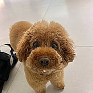 Bbogliante is registered to the contest to win money with this photo: animal, black_bag, brown, canine, cute, dog, droplet, ears, eyes, floor, fluffy, fur, indoor, looking_up, mouth, nose, pet, poodle, small_dog, tile_floor