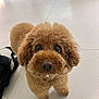 animal, black_bag, brown, canine, cute, dog, droplet, ears, eyes, floor, fluffy, fur, indoor, looking_up, mouth, nose, pet, poodle, small_dog, tile_floor