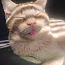 Bumblebee joined the competition — help win amazing prizes! cat, kitten, orange_cat, white_fur, sleeping, closed_eyes, blep, tongue, whiskers, ears, fur, pet, animal, close_up, portrait, sunlight, indoors, relaxed, cute, cozy