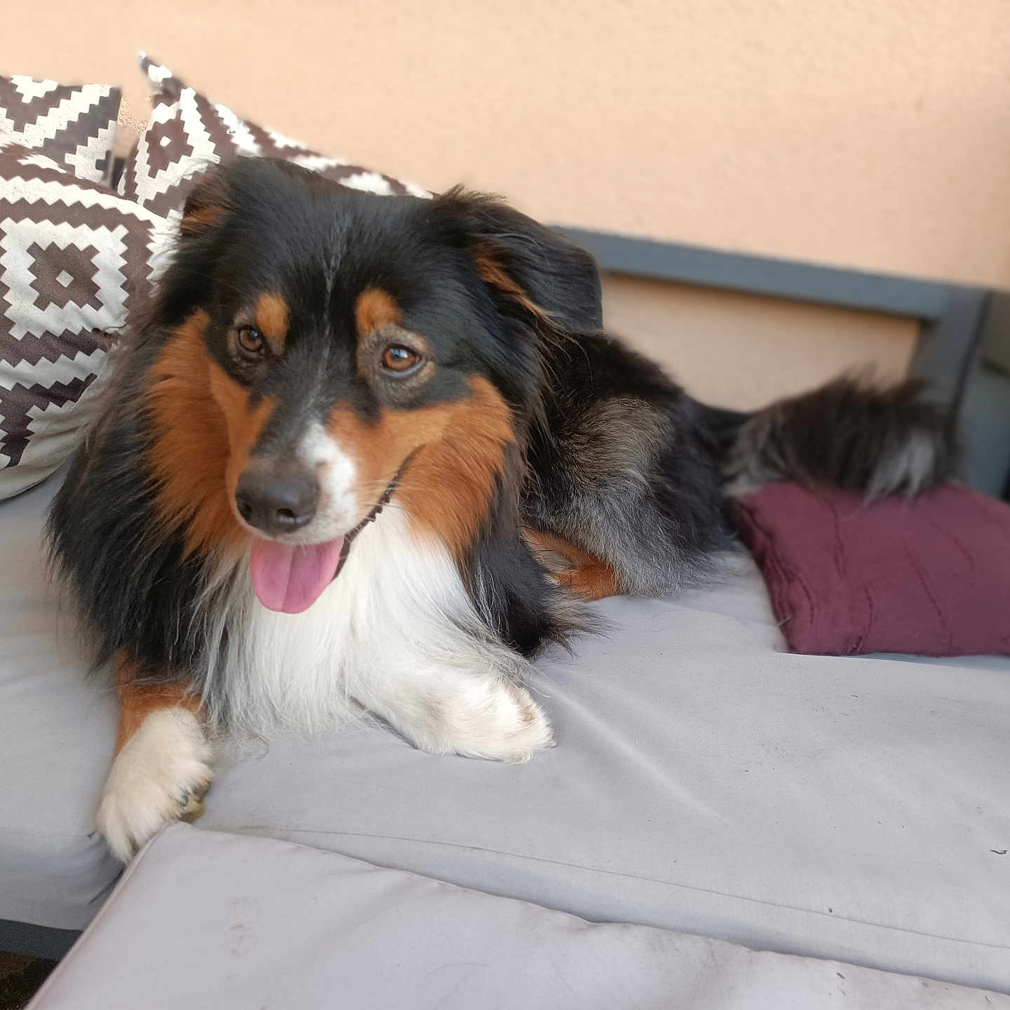 Teed participe au concours pour gagner de l'argent avec cette photo : animal, architecture, blanket, building, canine, cockerspaniel, collie, couch, cushion, dog, furniture, homedecor, hound, indoors, linen, livingroom, papillon, pet, pillow, puppy
