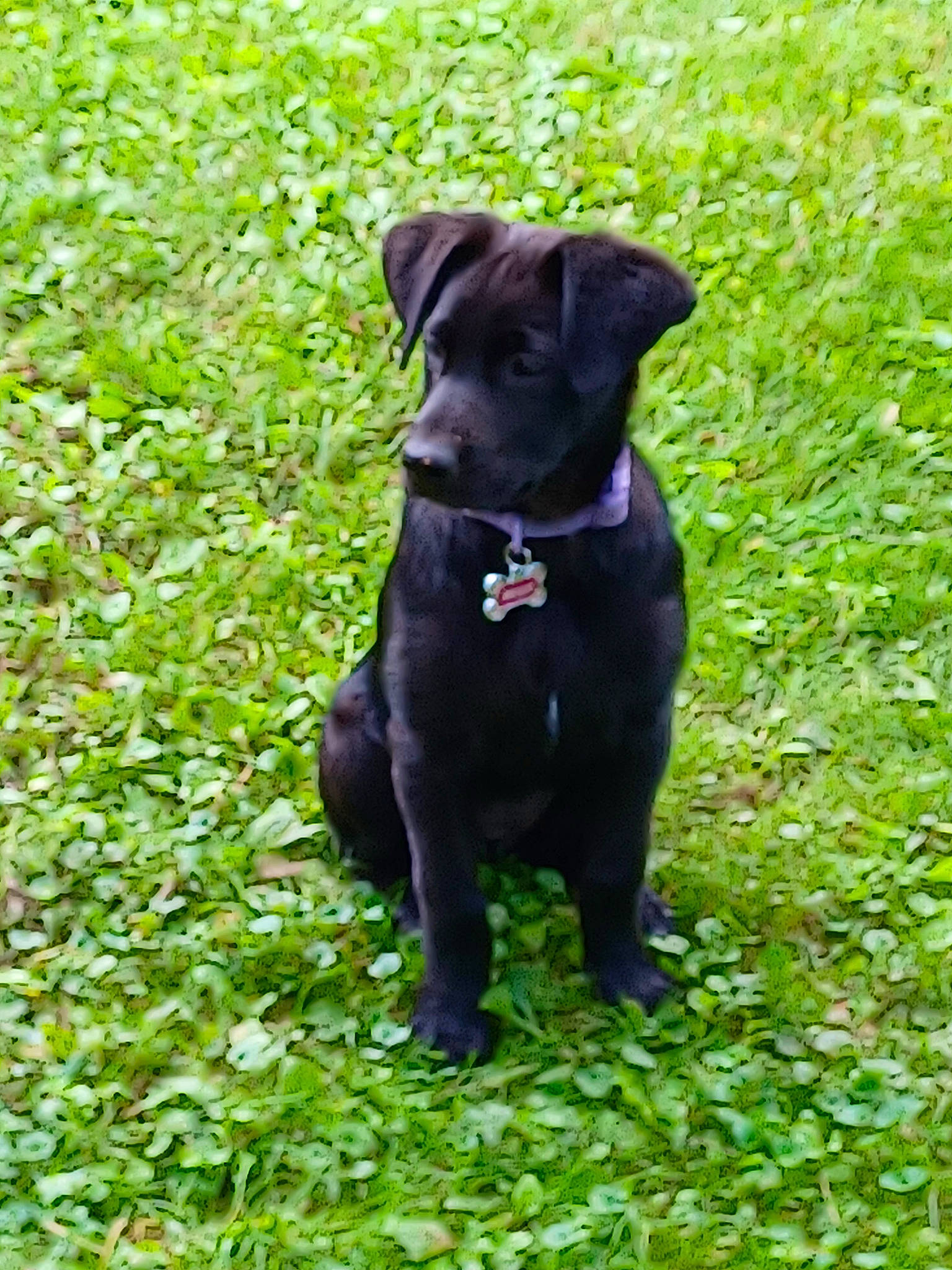 Bella is registered to the contest to win money with this photo: borador, carnivore, collar, companion_dog, dog, dog_breed, dog_collar, fawn, fur, grass, groundcover, gun_dog, liver, plant, snout, sporting_group, tail, terrestrial_animal, whiskers, working_animal