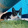 cat, animal, grass, blue_background, curious, pet, whiskers, ears, outdoor, closeup, focused, feline, playful, nature, texture, reflective_surface, crouching, eyes, fur, mammal